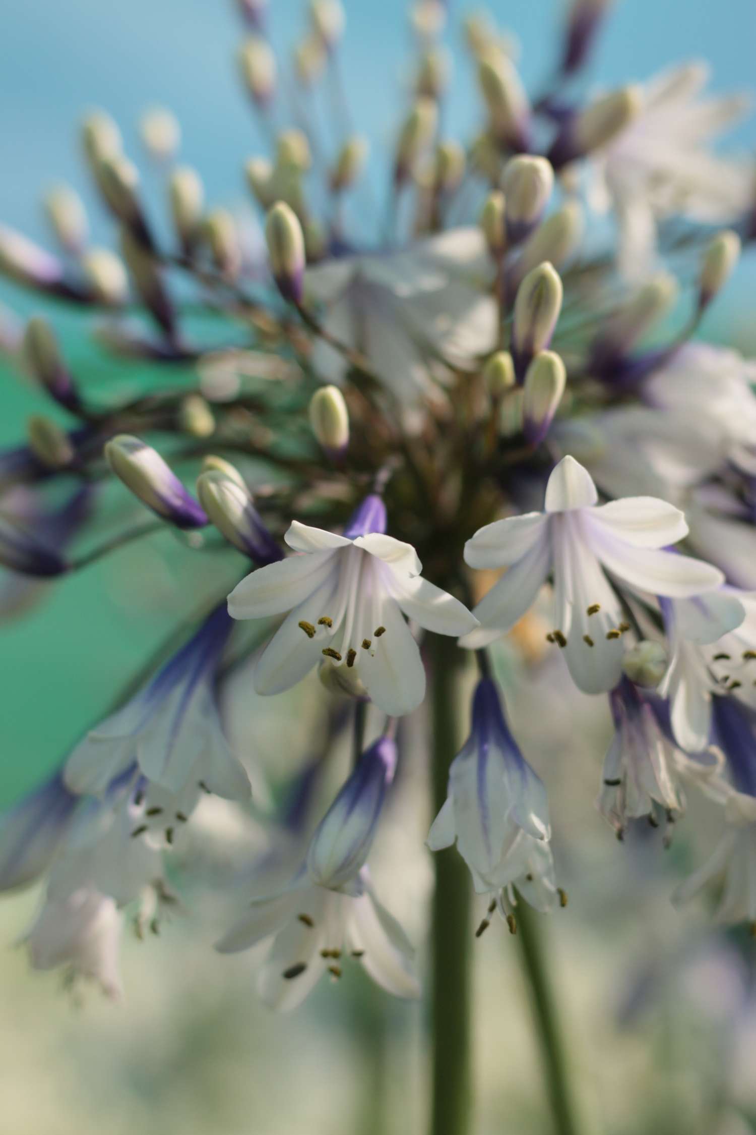 Punatupsukki 'Fireworks'